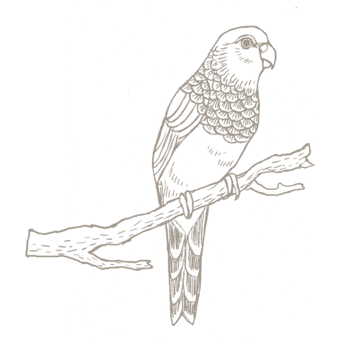 La Fiancée du Pirate